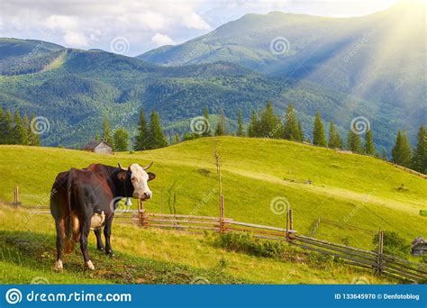 Cows Graze On Green Mountain Fields And Meadows Stock Photo Image Of