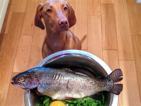 Our domesticated canines belong to the same family as wolves, foxes and coyotes, and it is part of their natural repertoire to hunt for food. vizsla eating barf diet | Raw diet, Vizsla, Barf diet