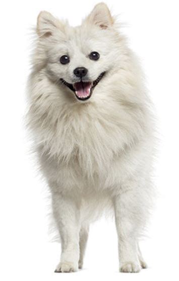 Miniature American Eskimo Dog Breed Information Continental Kennel Club