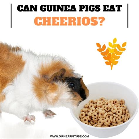 Guinea pigs can eat a wide variety of fruits, vegetables and herbs with some of their most popular foods being lettuce, kale, parsley, coriander, cucumber, carrot, sweet bell peppers, tomato and apple. Can Guinea Pigs Eat Cheerios? - Guinea Pig Tube