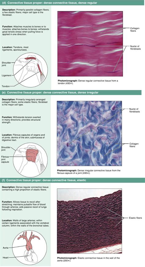 Types Of Dense Connective Tissue