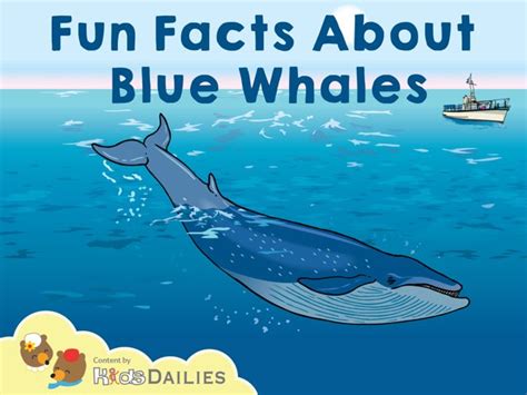 38 Best Pictures Blue Whale Appearance Facts Trivia Factoids For Kids
