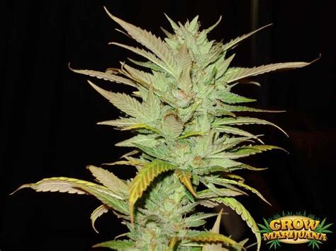 Ed Rosenthal Super Bud Seeds Strain Review Grow