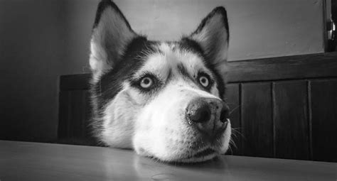 Husky food should be packed with the sort of fuel to keep your dog healthy, active, and energetic throughout its life. Best Dog Food for Huskies: Top 6 Picks in 2020 (with Reviews)