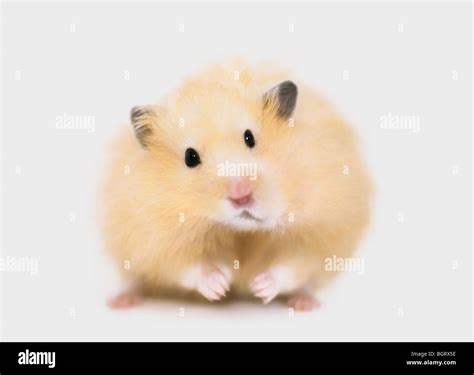 Teddy Bear Hamster Hi Res Stock Photography And Images Alamy