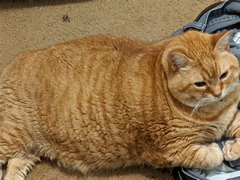 We Attempted To Dechonk Him But He Was Too Chonky Rchonkers