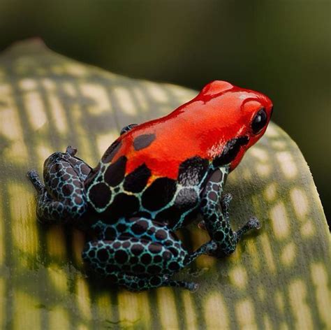 Red Dart Frog Poison Dart Frogs Strawberry Poison Dart Frog Dart Frog