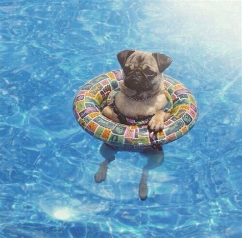 Pug In A Floaty In A Pool Dog Puns Pug Dog Pugs