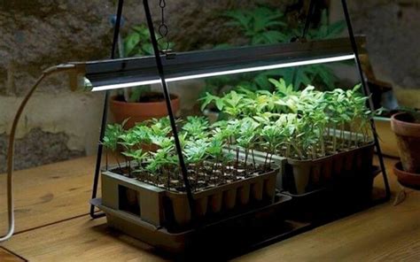 How To Start Growing Plants Indoors With Artificial Light Gardening