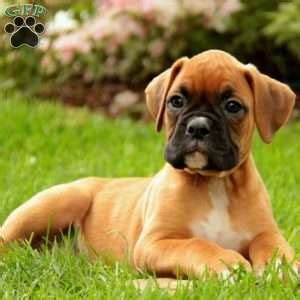 Movies and pictures of your boxer puppies can be at this page too. Boxer Puppies For Sale In PA