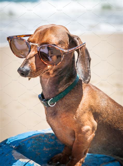Dachshund Dog With Sunglasses High Quality Animal Stock Photos