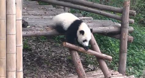 Giant Pandas Falling Down Giant Panda Panda Falling Down