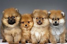 Why the Fluffy Pomeranian is the Best Companion - K9 Web