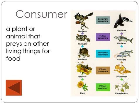 Primary Consumer Animals