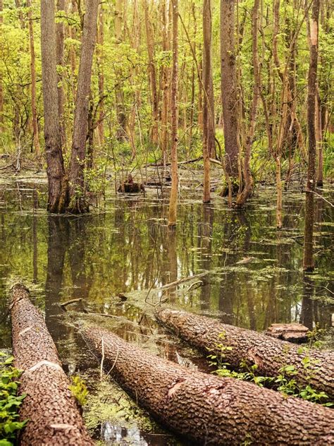 Forest Swamp Stock Photo Image Of Spring Lake Dark 108905496