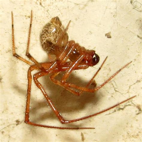 Male Common House Spider Parasteatoda Tepidariorum Bugguidenet