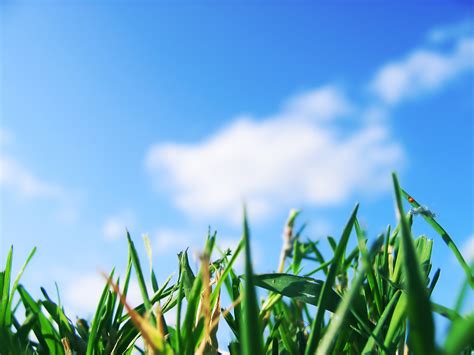 Wallpaper Sunlight Depth Of Field Nature Sky Green Leaf Flower