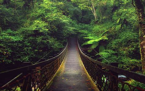 Forest Bridge Wallpapers Top Free Forest Bridge Backgrounds