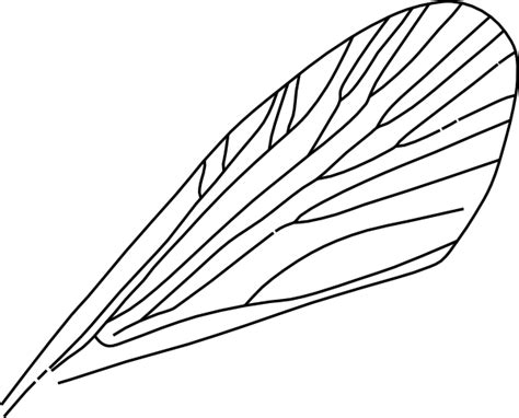 Insect Wing Clip Art At Vector Clip Art Online Royalty