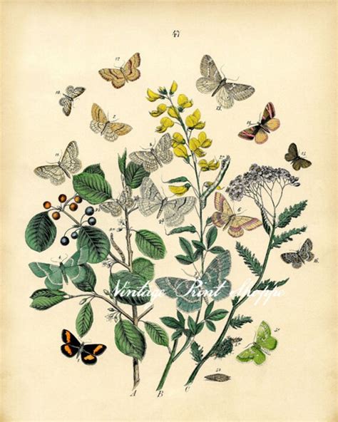 Butterfly Wall Art Botanical Print Vintage Scientific