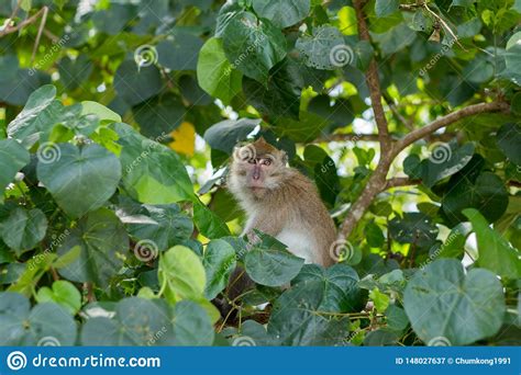 Monkey In Natural Habitat Stock Image Image Of Forest 148027637