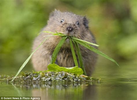 It is home to countless terrestrial, aerial and marine however, these deer predators are already extinct in the uk which is one of the reasons why deer population in the uk is booming. Water voles: One of Britain's most endangered species at ...