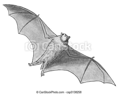 Flying Fox Bat Flying Fox Pteropus Sp Bat Canstock
