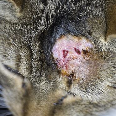 Many cuts (lacerations), bruises (contusions) discharge (pus) from the wound. Cat bite abscesses - PDSA