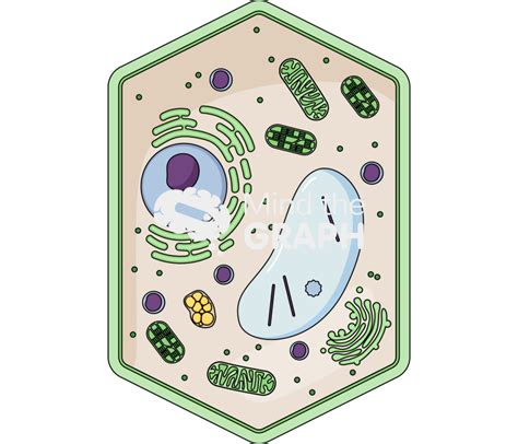 Plant Cell Clipart Free Download Transparent Png Or Vector Clip Art