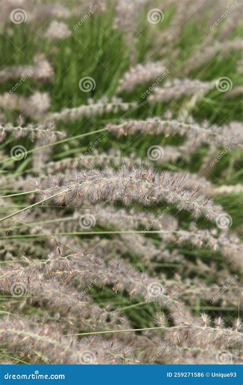 Grassen Pennisetum Alopecuroides Cassian Stock Foto Image Of Tuin