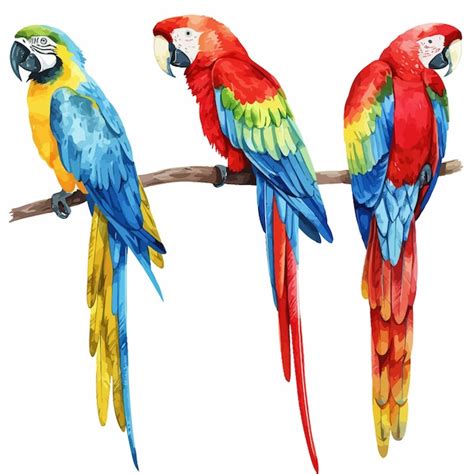 Premium Vector Watercolor Parrot Art Prints