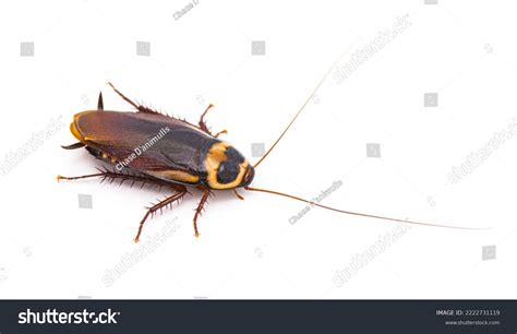 Australian Bugs Images Stock Photos Vectors Shutterstock