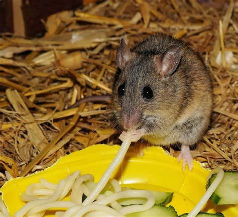 Different Types Of Mice Pet Mice Uk