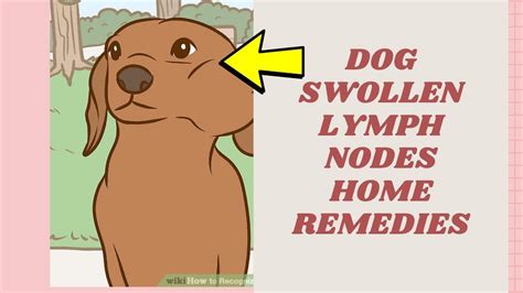 Dog Swollen Lymph Nodes Home Remedies Home Remedies For Swollen Lymph