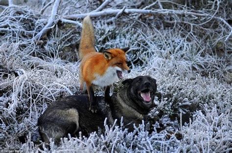 Norwegian Forest Cat Chasing Fox