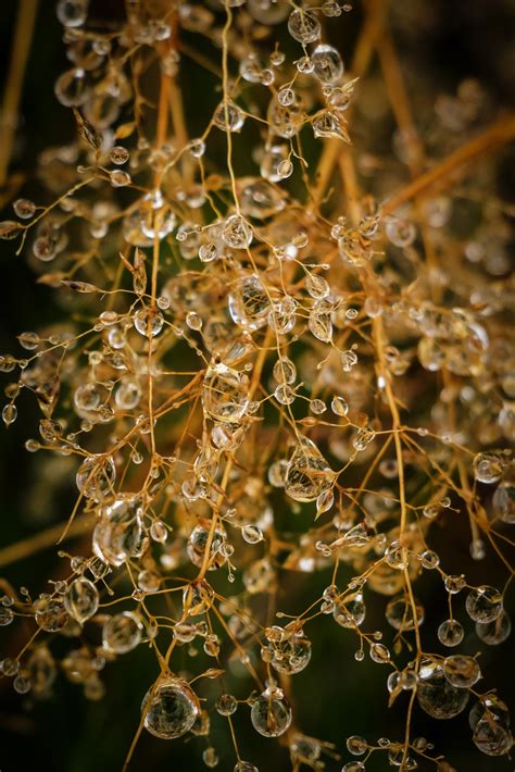 Free Images Tree Nature Branch Drop Dew Plant Sunlight Rain