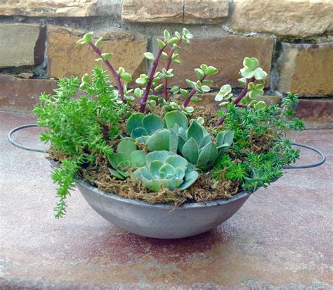 Succulent Container Gardens ‹ Garden Treasures By Lisa