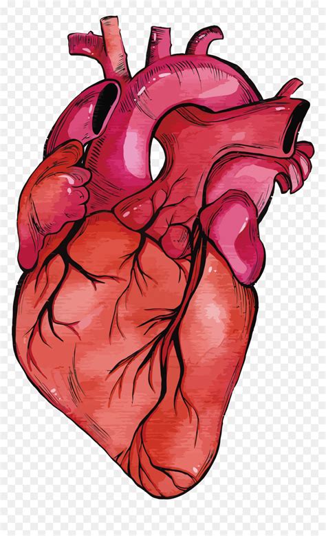 Anatomy Vector Human Heart Clipart Transparent Stock Human Heart