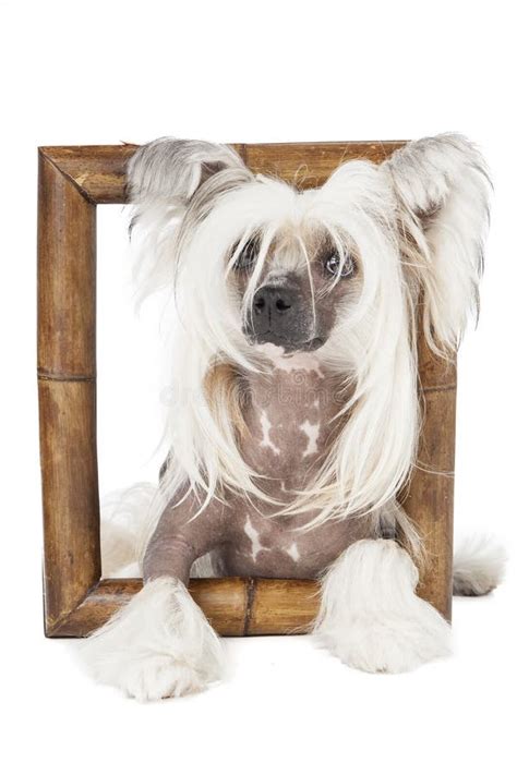 Breed Dog Grooming Chinese Crested Stock Image Image Of Female