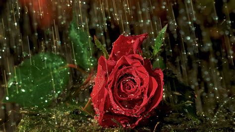 1920x1080 Rose Bud Macro Rain Drops Coolwallpapersme