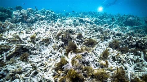Australias Great Barrier Reef Suffers ‘extensive Coral Bleaching As