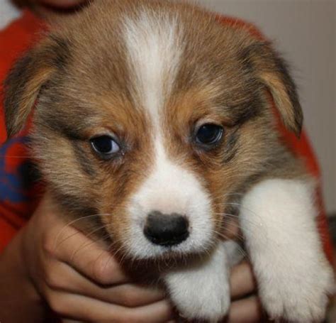 The welsh corgi is a small type of herding dog that originated in wales. AKC Pembroke Welsh Corgi puppies- ALL MALES! for Sale in ...