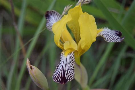 Frumusetile Naturii Stanjenel Pestrit Iris Variegata