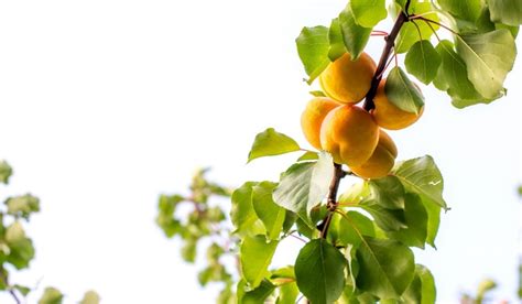 How To Grow An Apricot Tree From A Seed Gardenzoo