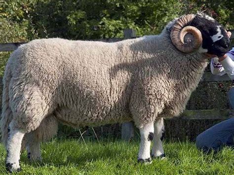 Lonk Ram Ewes Lamb Sheep Breeds Sheep Black Faced Sheep