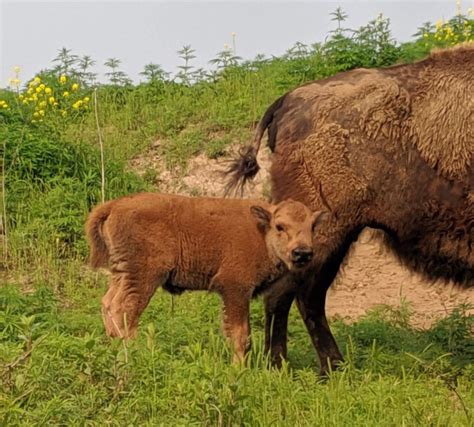 Bison Herd Expands At Wildlife Safari Park Zooborns