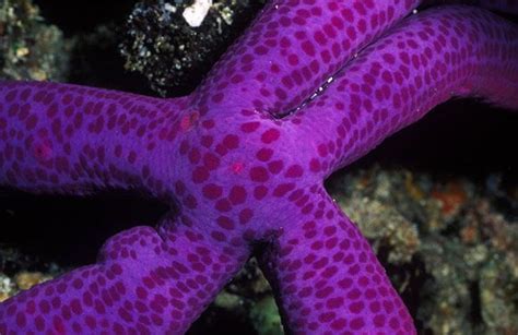 Purple Star Fish Color Of Life Sea Urchin Pictures Patterns In Nature