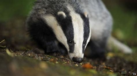 Badger Cull Legal Challenge In Somerset And Gloucestershire Fails Bbc
