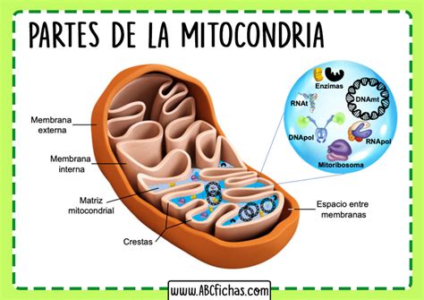 La Mitocondria Funcion Estructura Y Partes Que La Componen