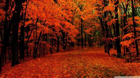 Fall Path Wallpaper 1080p Hd Colors Pinterest